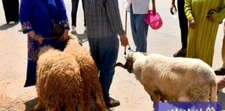 الحضور المتزايد للنساء في أسواق الماشية في المغرب يكسر احتكار الذكور Morocco's increasing presence of women in livestock markets breaks male monopoly