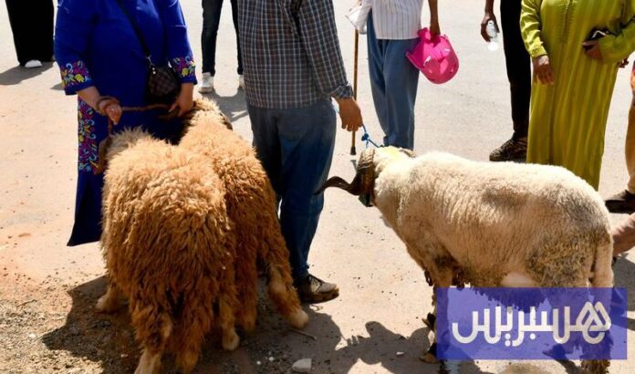 Morocco's increasing presence of women in livestock markets breaks male monopoly

