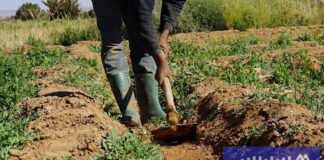 تدعم السياسة المائية مرونة الأنشطة الزراعية في مواجهة الجفاف في المغرب تدعم السياسة المائية مرونة الأنشطة الزراعية في مواجهة الجفاف في المغرب