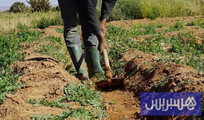 تدعم السياسة المائية مرونة الأنشطة الزراعية في مواجهة الجفاف في المغرب

