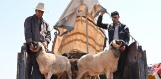 “سيمفونية خروف العيد!”… العلاقة بين الشباب المغربي والطقوس الموروثة "سيمفونية خروف العيد!"... العلاقة بين الشباب المغربي والطقوس الموروثة