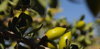 إن المناظر الطبيعية والتقاليد والمجتمعات المحلية في المغرب كلها عوامل وراء شجرة الأرغان وزيتها إن المناظر الطبيعية والتقاليد والمجتمعات المحلية في المغرب كلها عوامل وراء شجرة الأرغان وزيتها