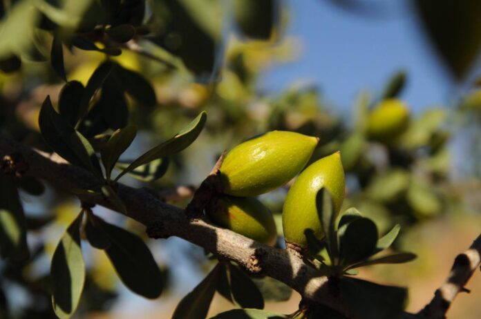 إن المناظر الطبيعية والتقاليد والمجتمعات المحلية في المغرب كلها عوامل وراء شجرة الأرغان وزيتها

